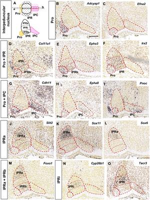 Multiple Regionalized Genes and Their Putative Networks in the Interpeduncular Nucleus Suggest Complex Mechanisms of Neuron Development and Axon Guidance